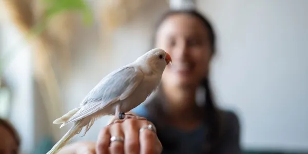 Los loros crean vínculos fuertes con sus cuidadores