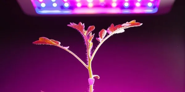 Planta recibiendo luz artificial