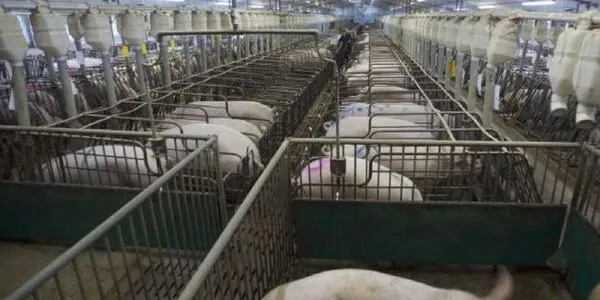 Las macrogranjas reducirán sus emisiones contaminantes