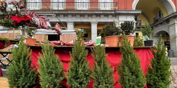 Abetos en venta en el mercado navideño de Plaza Mayor