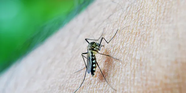 Mosquito de la malaria