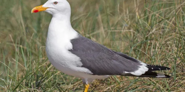 Las gaviotas dispersan malas hierbas a grandes distancias y entre distintos hábitats