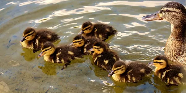 mallards-2415731_640