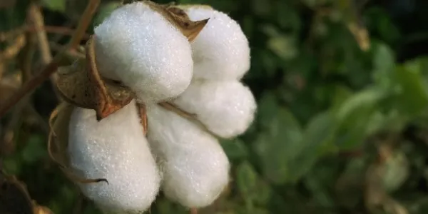 Algodón regenerativo para las prendas de Mango