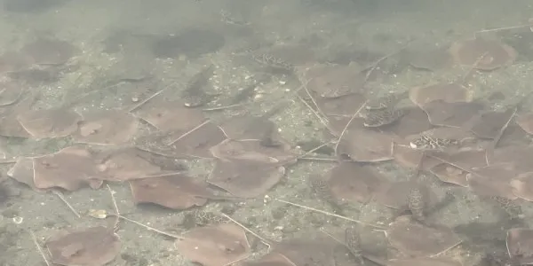 Manta rayas de Miami
