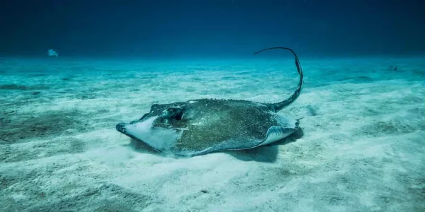 Aumenta la presencia de las mantarrayas en Mallorca