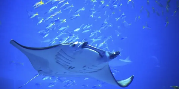 Las mantarrayas