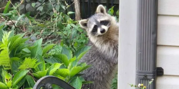 Los mapaches y otros animales salvajes urbanos, ¿están domesticándose?
