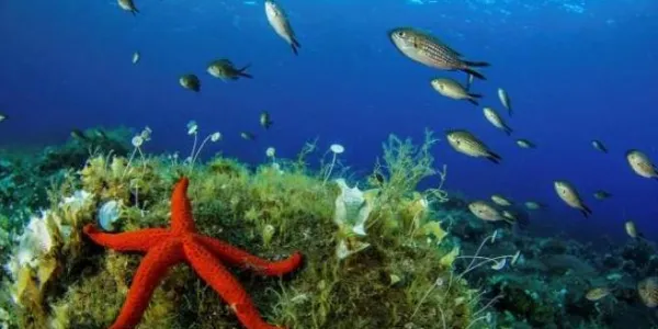 Expedición al la zona del Mar Mediterráneo en Italia