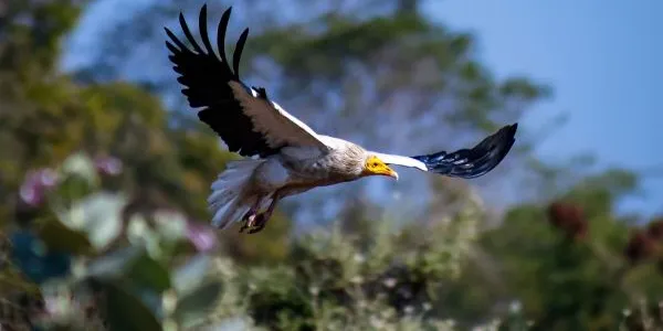 Jóven alimoche en pleno vuelo
