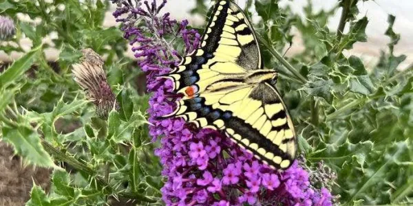 Mariposa cola de golondrina europea