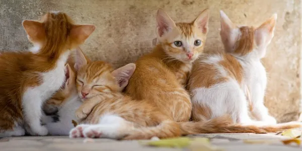Gatitos