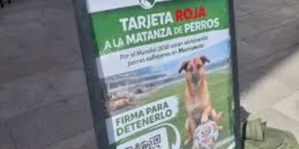 Cartel del PACMA en contra de la matanza de perros en Marruecos de cara al Mundial 2030