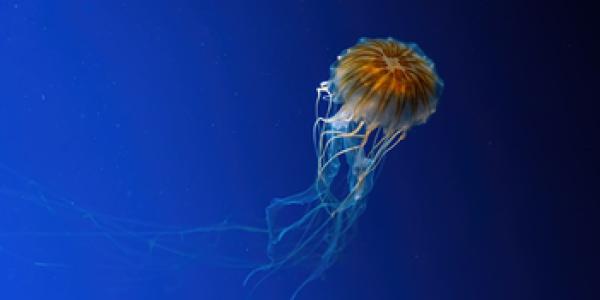 Cómo actuar a la picadura de la medusa Chironex fleckei