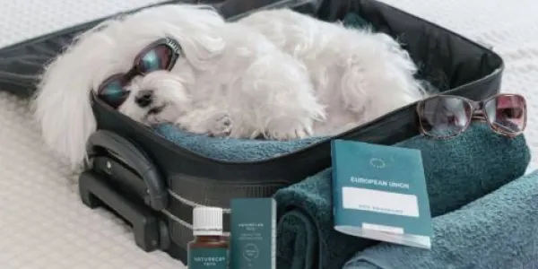 Perro en una maleta
