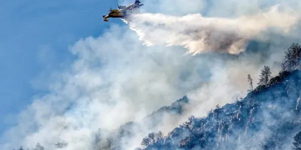 La memoria adaptativa de los árboles sufre tras los incendios, una gestión forestal correcta contribuye a su mantenimiento