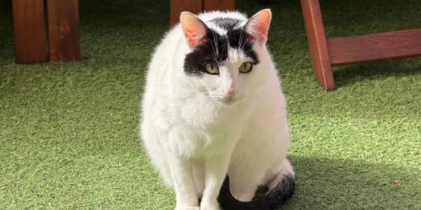 gato blanco y negro