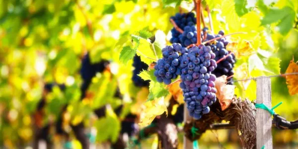 Racimo de uvas de vino tinto