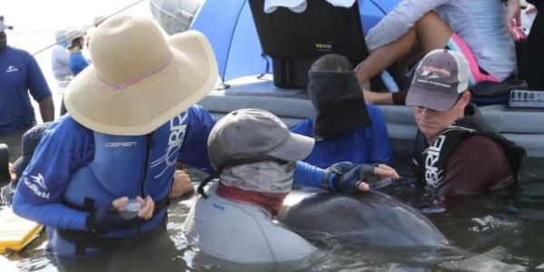 Investigadores recogen el aliento exhalado de un delfín en la bahía de Barataria (Estados Unidos) 