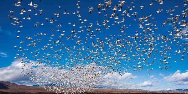 La migración aviar