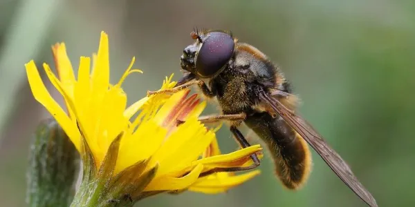 Ejemplo de moscas de las flores