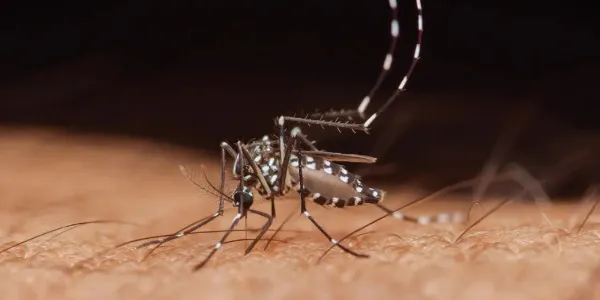 Un mosquito tigre picando a una persona