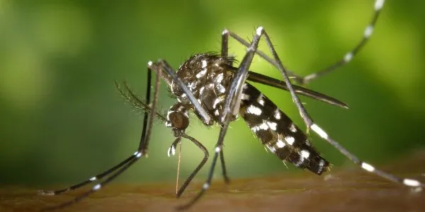 Un 'Aedes albopictus', especie invasora cuyas hembras se alimentan de sangre