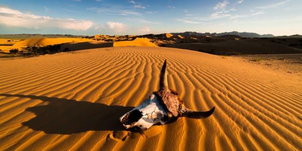 Cráneo de toro en la arena del desierto al atardecer. Desierto del Namib, África