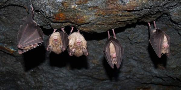 Murciélagos en una cueva