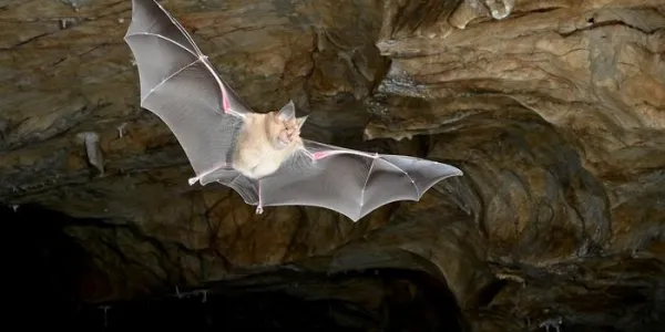 Un murciélago 'Rhinolophus ferrumequinum' toma vuelo 