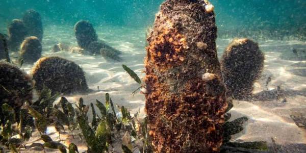 Desaparición de las nacras en el Mediterráneo