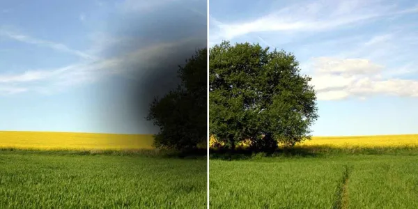 Imagen de un árbol en dos versiones: con y sin neuropatía óptica de Leber / Imagen de ASANOL