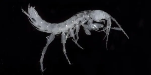'Bogidiella painushima' es una de las dos nuevas especies de pequeños crustáceos descritas en las aguas de cuevas de Japón