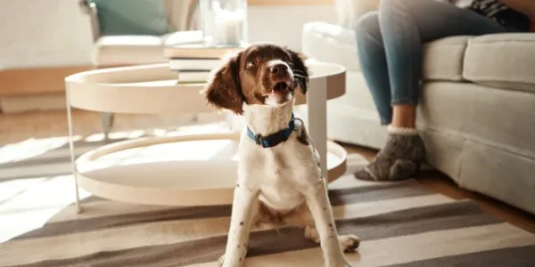 perro en casa