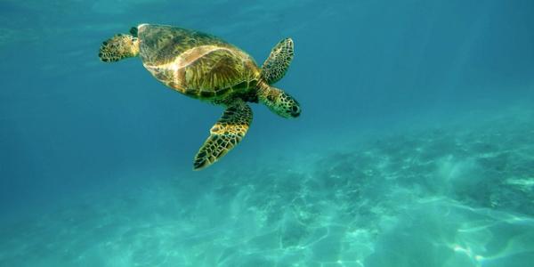 Tortuga fondo del océano