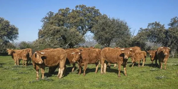Las olas de calor influyen en la ganadería