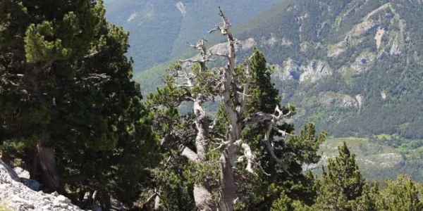 Un ejemplar de 400 años de pino negro en los Pirineos muestra las consecuencias de las elevadas temperaturas 