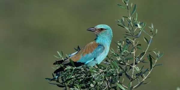 Más plantas atraen a más aves y los olivares mejoran su producción