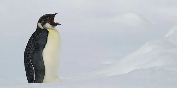 Pingüino