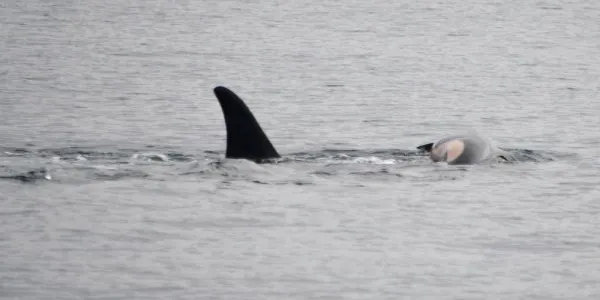 Aquí la orca cargando con su cría fallecida