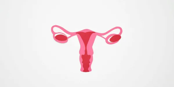 Dibujo del aparato reproductor femenino