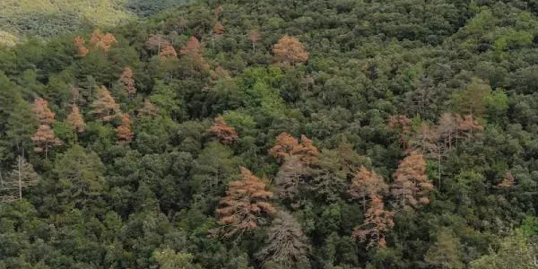 Los bosques se mueren y la pérdida de color es una señal