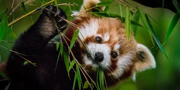 El panda rojo