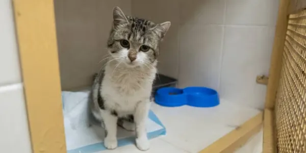gato con panleucopenia felina
