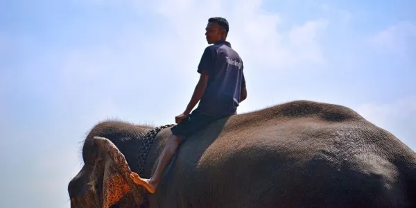 Un entrenador amaestrando al animal para los paseos en elefante