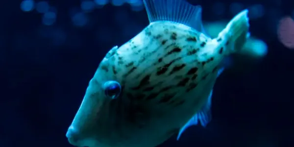 Por qué los peces no tienen pelo