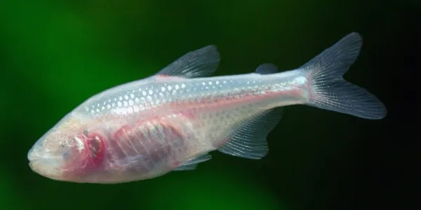 Cómo funciona la visión de los peces