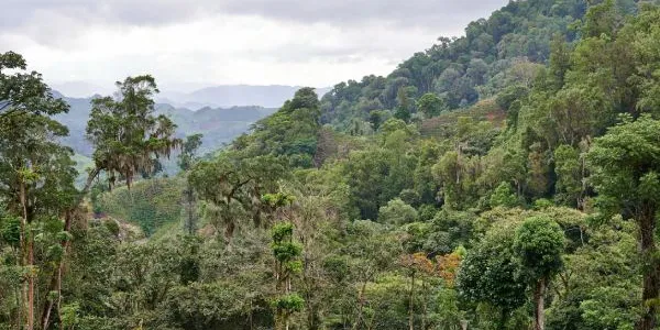 Bosque tropical en Colombia 