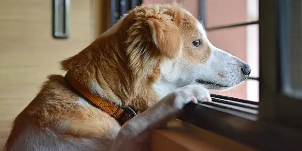 Los perros experimentan ansiedad por las separaciones