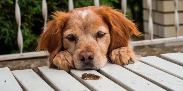 Un estudio habla sobre la autodomesticación en los perros